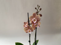 Cream phalaenopsis orchid blume samen for anpflanzung - long bloom season, heirloom & gmo free samen for home garten
 
 sale samen for home garten