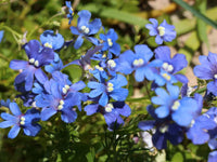 Blau Weiß Nemesia Blumensamen zur Aussaat Halbschatten verträglich Traditionssorte & ohne Gentechnik Samen Hausgarten
