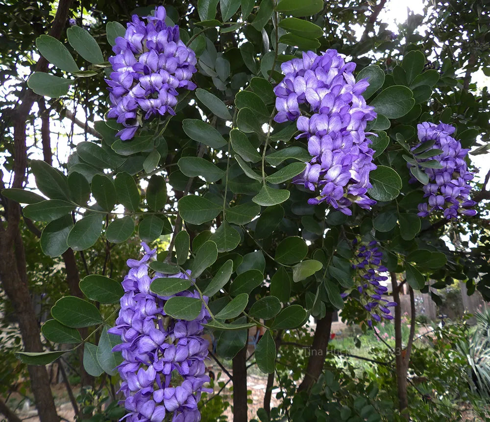 Traditionssorte Laurel Sophora Blumensamen zur Aussaat Landhaus Garten wichtig Traditionssorte & ohne Gentechnik Samen Hausgarten
