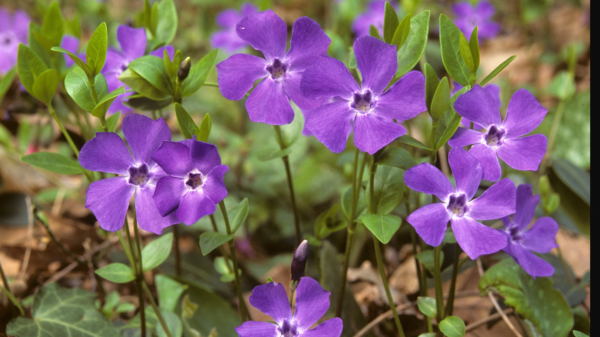 Himmelblau Immergrün Blumensamen zur Aussaat Garten beliebt Traditionssorte & ohne Gentechnik Samen Hausgarten
