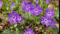 Himmelblau Immergrün Blumensamen zur Aussaat Garten beliebt Traditionssorte & ohne Gentechnik Samen Hausgarten