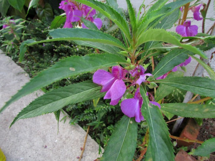 Lila Balsamine Blumensamen zur Aussaat – Drought verträglich – Traditionssorte & ohne Gentechnik Samen Hausgarten