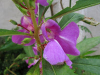Lila Balsamine Blumensamen zur Aussaat – Drought verträglich – Traditionssorte & ohne Gentechnik Samen Hausgarten