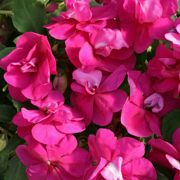 Lila Springkraut Blumensamen leuchtend Traditionssorte & ohne Gentechnik Samen Hausgarten