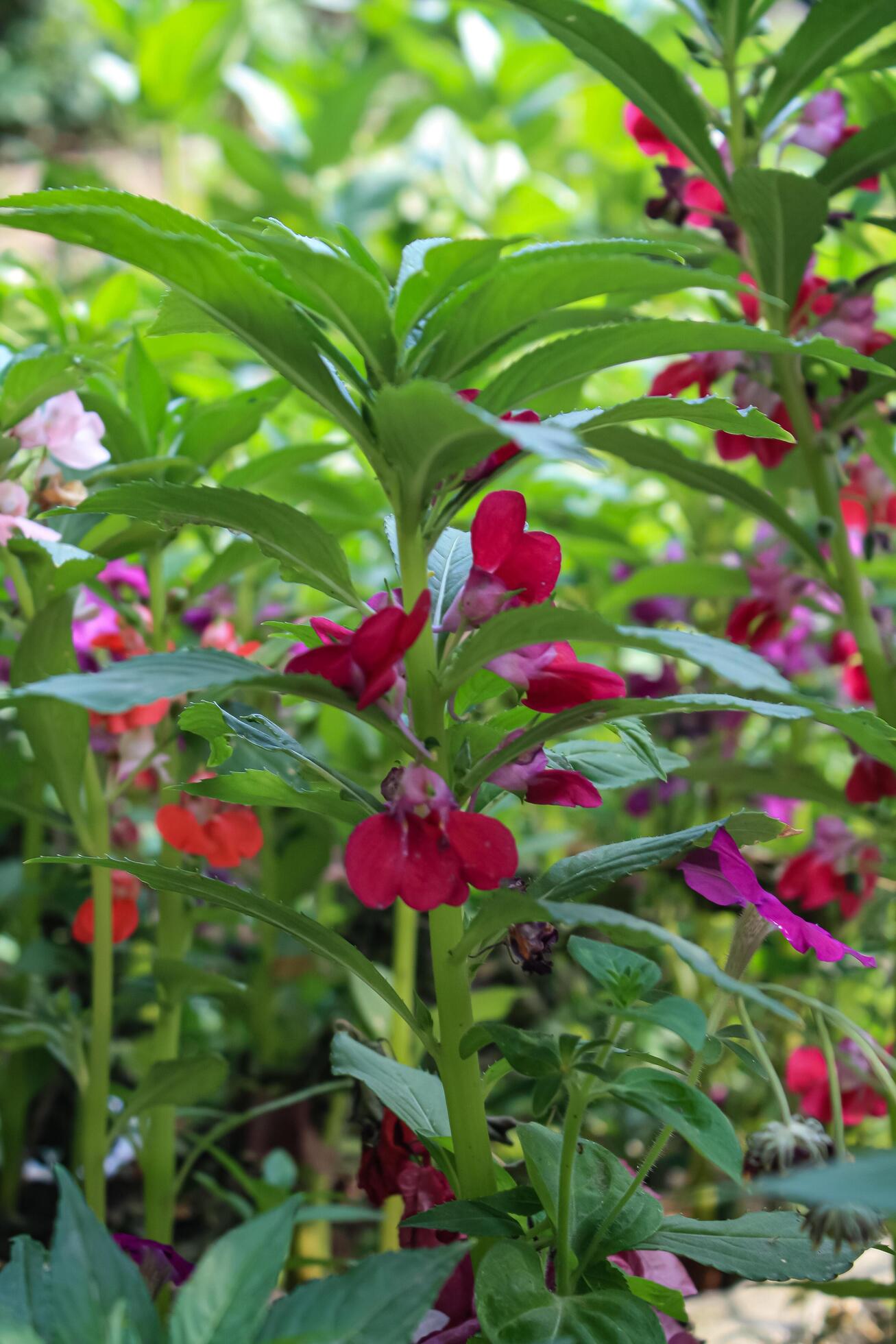 Gemischt Springkraut Blumensamen zur Aussaat – lang Blüte Saison – Traditionssorte & ohne Gentechnik Samen Hausgarten