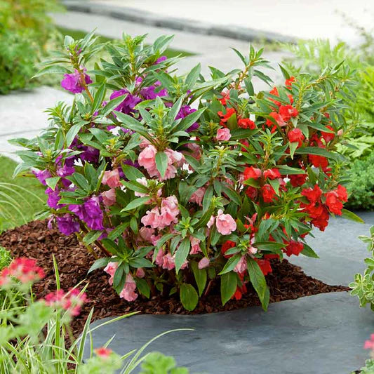 Gemischt Ornamental Blumensamen zur Aussaat – hochwertige Qualitäts- – Traditionssorte & ohne Gentechnik Samen Hausgarten
