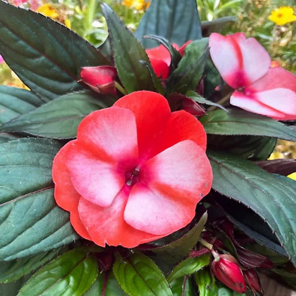 Impatiens Sonne und Halbschatten Scarlet Samen zur Aussaat Classic Rot Blumen
