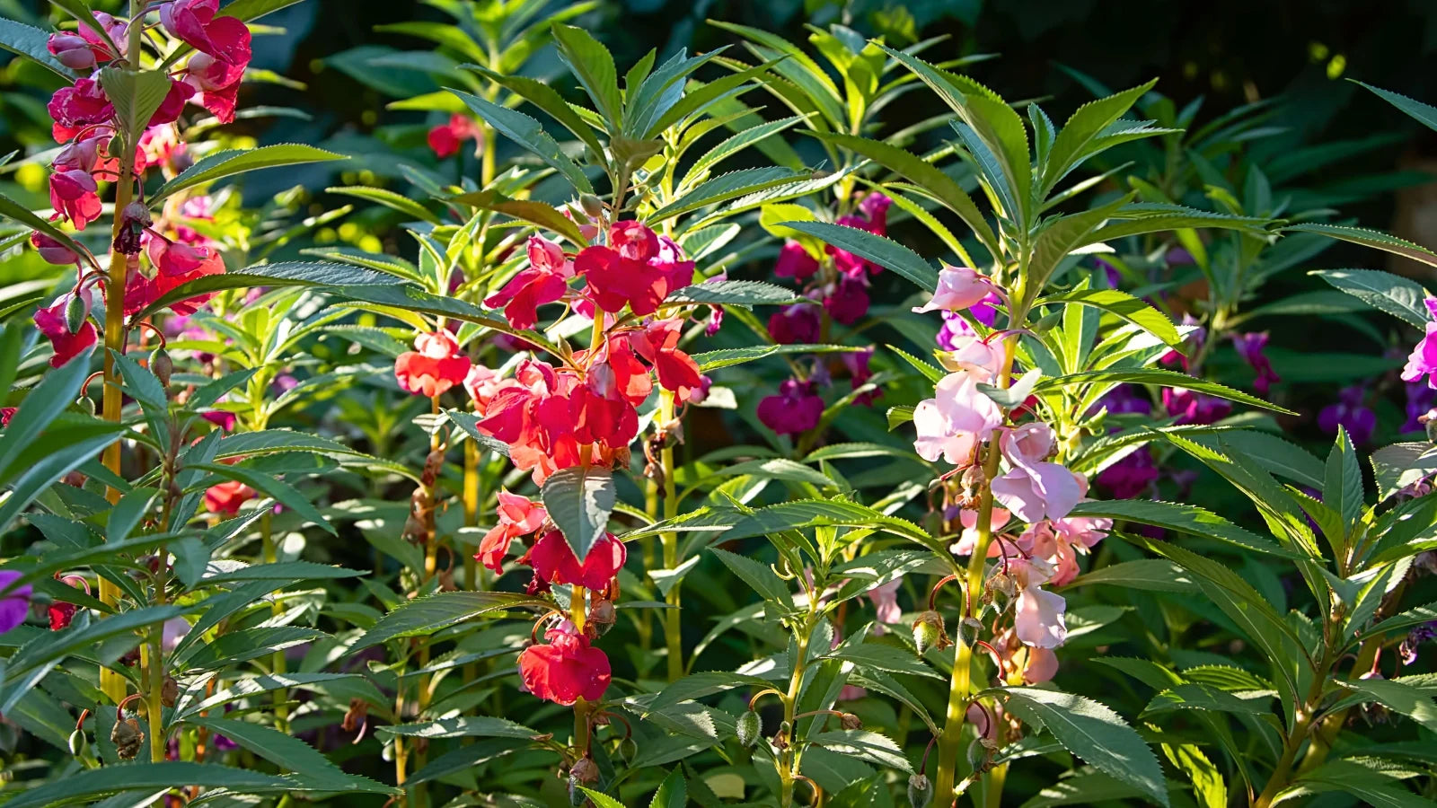 Gemischt Springkraut Blumensamen zur Aussaat – lang Blüte Saison – Traditionssorte & ohne Gentechnik Samen Hausgarten