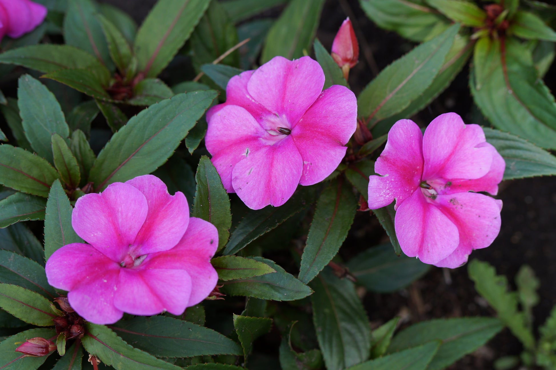 Impatiens Blumensamen zur Aussaat – leuchtend – Traditionssorte & ohne Gentechnik Samen Hausgarten
