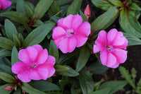 Impatiens Blumensamen zur Aussaat – leuchtend – Traditionssorte & ohne Gentechnik Samen Hausgarten