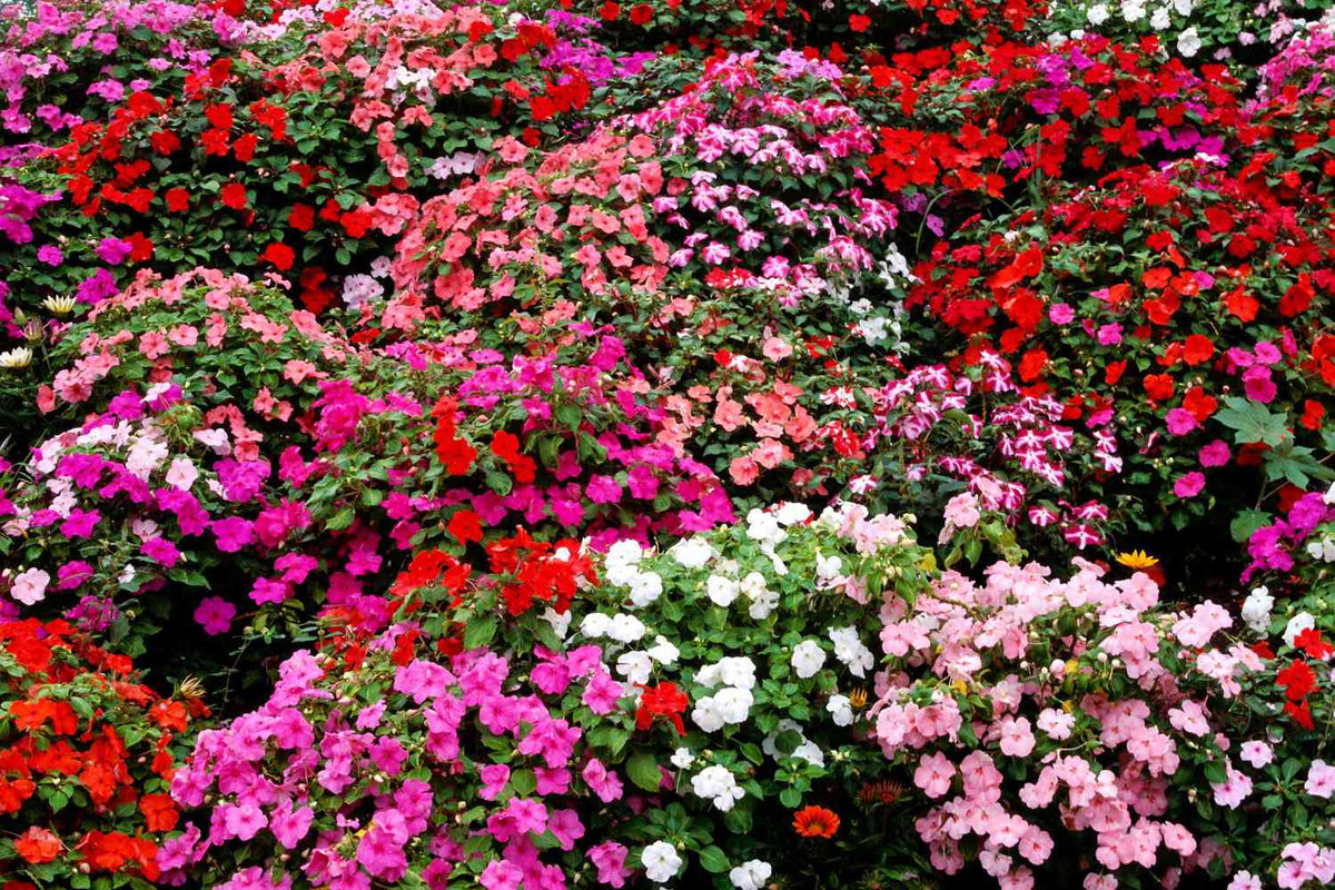 Impatiens (impatiens blume) samen for anpflanzung in home garten