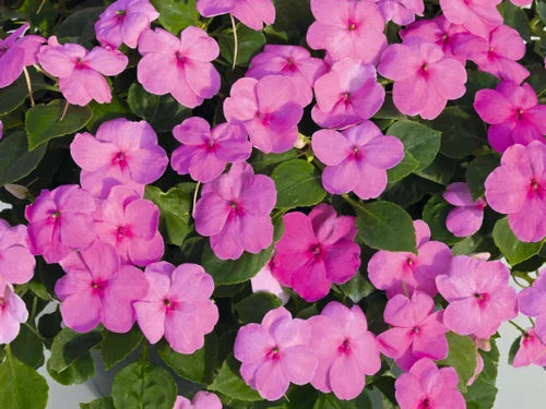 Semi di balsamina rosa da semina, apprezzata per il giardino domestico, varietà tradizionale e senza OGM, semi per giardino domestico
