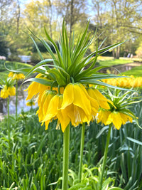 Gelb imperial crown blumen blooming in garten