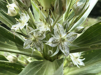 Grün und Weiß Mountain Blumensamen: wichtig Aussaat
