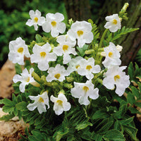 Weiß Mimulus Blumensamen zur Aussaat – Halbschatten verträglich – Traditionssorte & ohne Gentechnik Samen Hausgarten