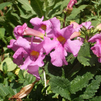 Incarvillea Delavayi Blumensamen zur Aussaat – Halbschatten verträglich – Traditionssorte & ohne Gentechnik Samen Hausgarten