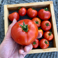 Indeterminate tomato tree samen ideal für backyard gardens