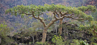 boswellia sacra frankincense tree botanical variety für home garden growing