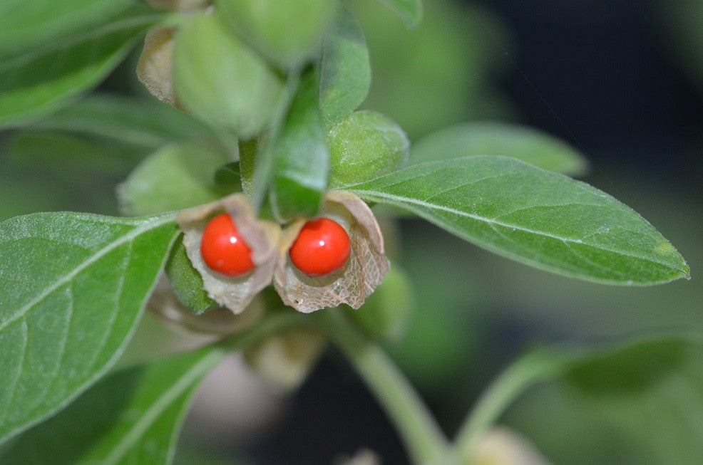 Indian Ginseng Ashwagandha Seedlings Anbau from Soil