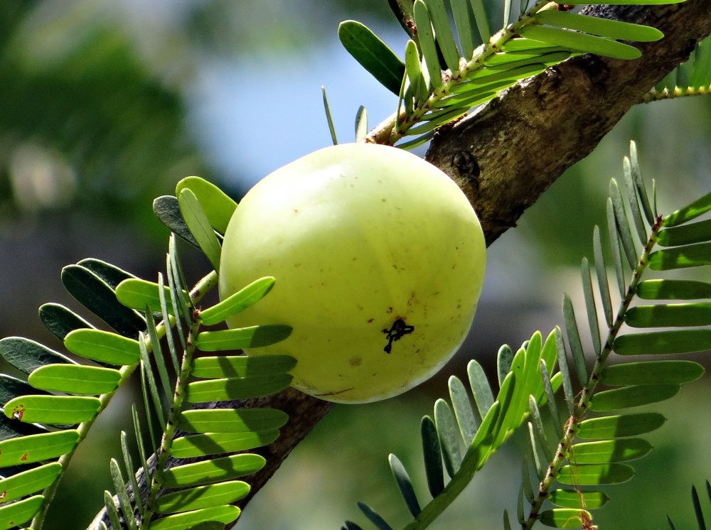 Phyllanthus emblica Fruchtsamen Samen für einfaches Anpflanzen