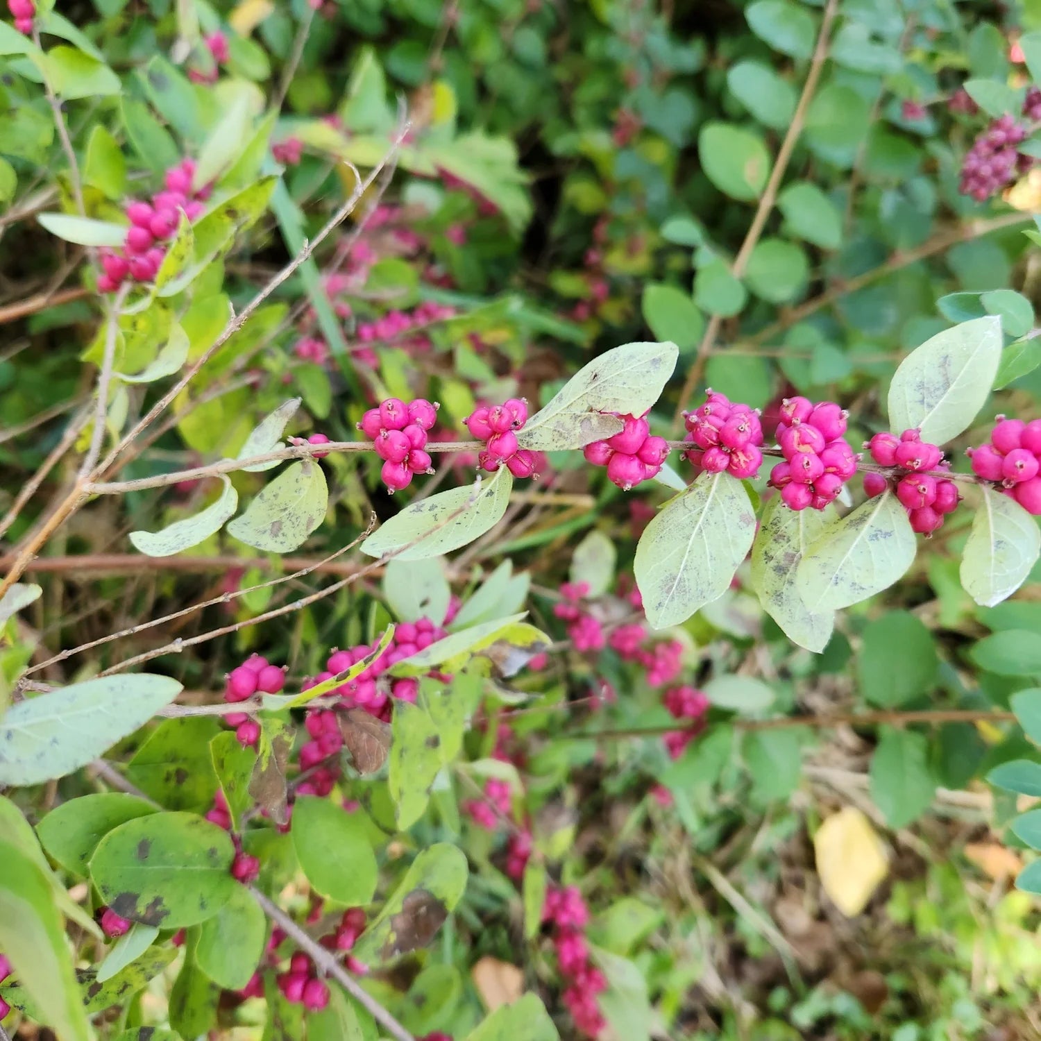 Coralberry Blumensamen zur Aussaat sonnenliebend Traditionssorte & ohne Gentechnik Samen Hausgarten