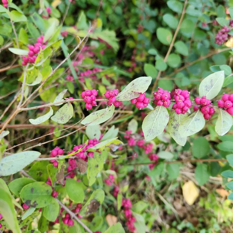 Coralberry Blumensamen zur Aussaat sonnenliebend Traditionssorte & ohne Gentechnik Samen Hausgarten