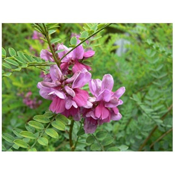 Indigo ornamental shrub foliage grown from Samen