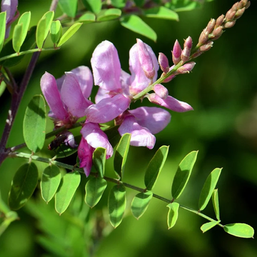 Indigo Samen Indigofera tinctoria ornamental shrub