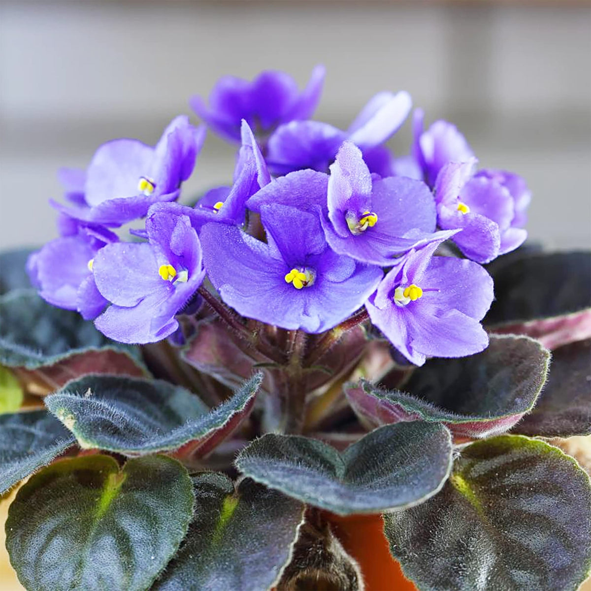 African violet pflanzen wachsend in töpfen innen