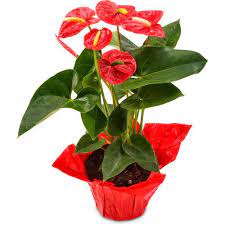 Anthurium andraeanu pflanzen innen