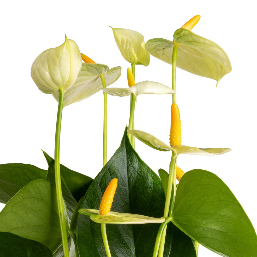 Elegant indoor anthurium blume display