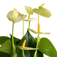 Elegant indoor anthurium blume display