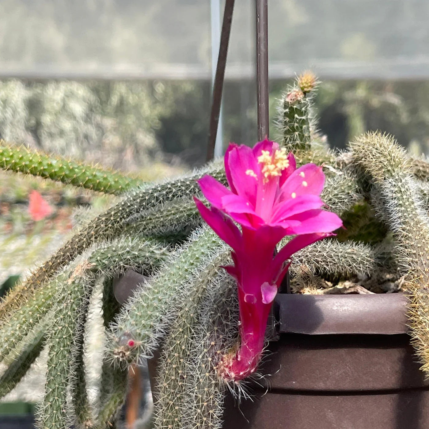 Indoor aporocactus flagelliformis samen