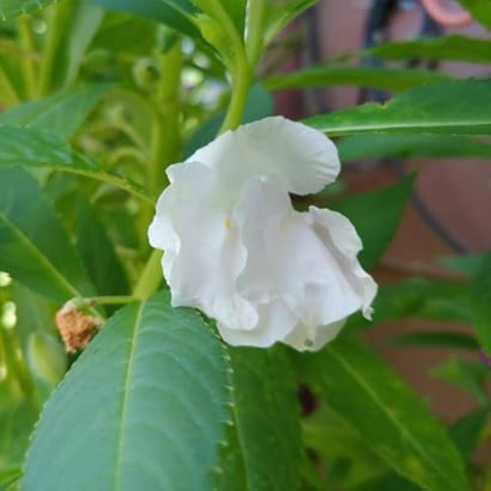 Indoor balsam blume samen