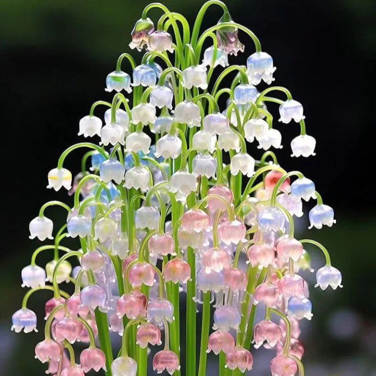 Indoor bell orchid samen