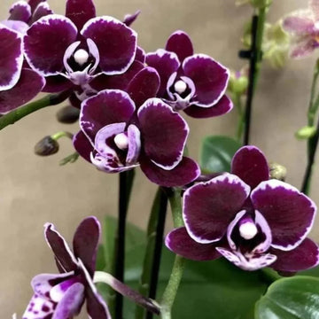 Indoor schwarz phalaenopsis orchid blooms