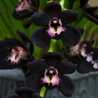 Schwarz orchid wachsend in indoor töpfen