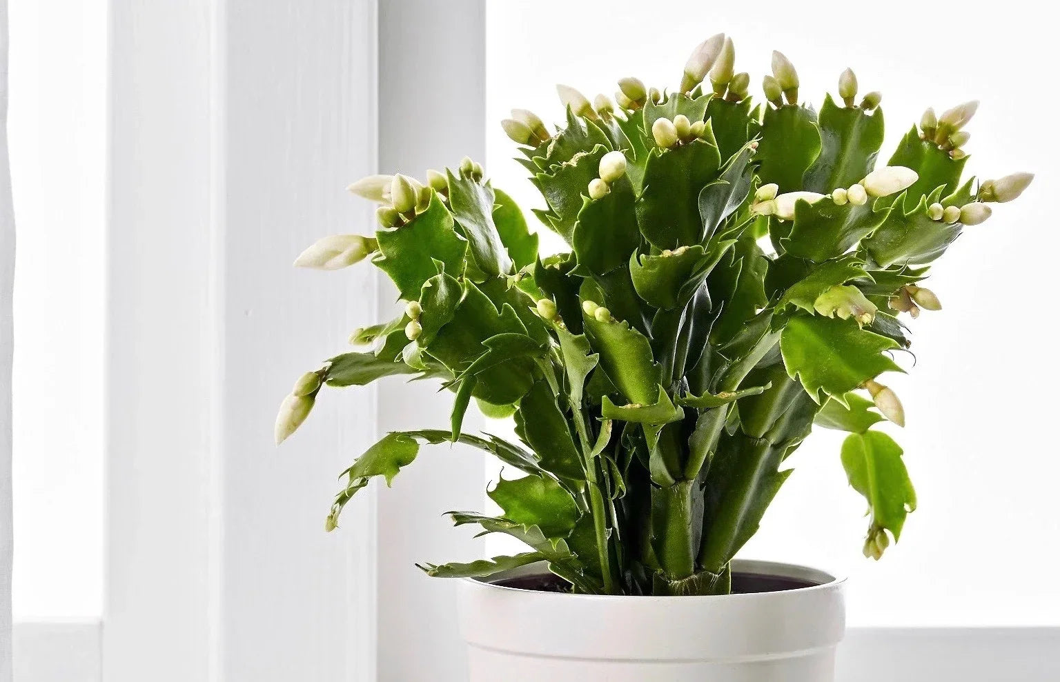 Indoor Schlumbergera cactus blooming with vibrant Blumen