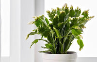 Indoor Schlumbergera cactus blooming with vibrant Blumen