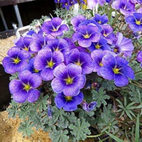 Indoor blau oxalis laciniata planter