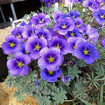 Indoor blau oxalis laciniata planter