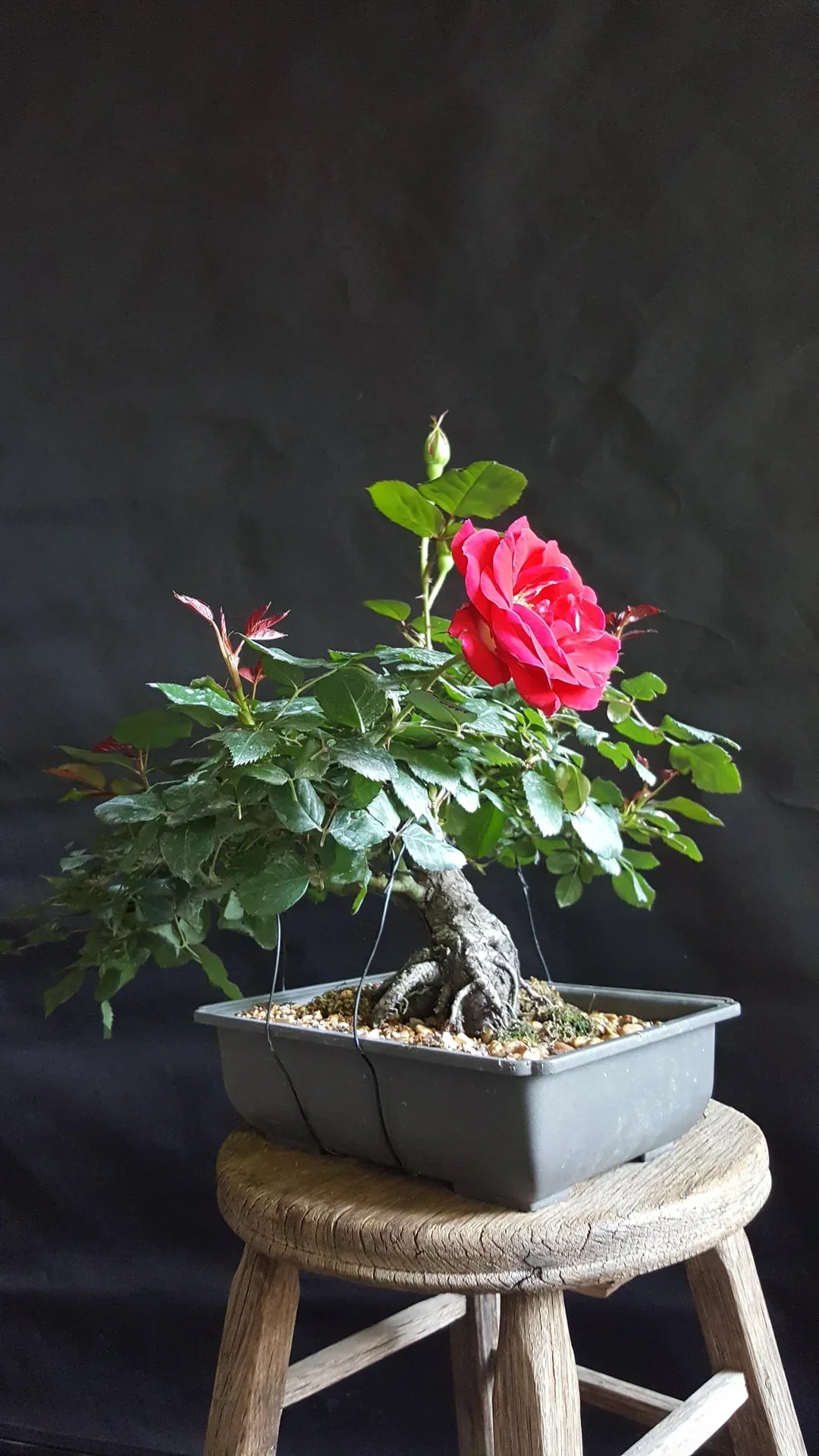 Indoor display of bonsai rose pflanzen