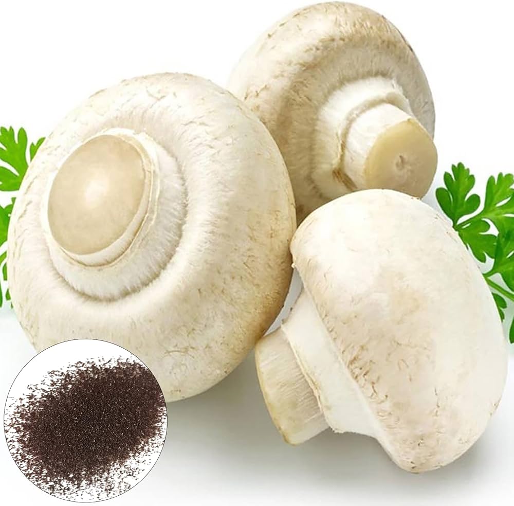 Indoor brown pilz pflanzen wachsend in substrat