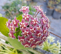 Indoor burgundy hoya pflanze wachsend in topf