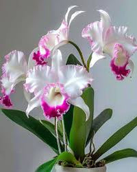 Cattleya orchid pflanzen in indoor töpfen