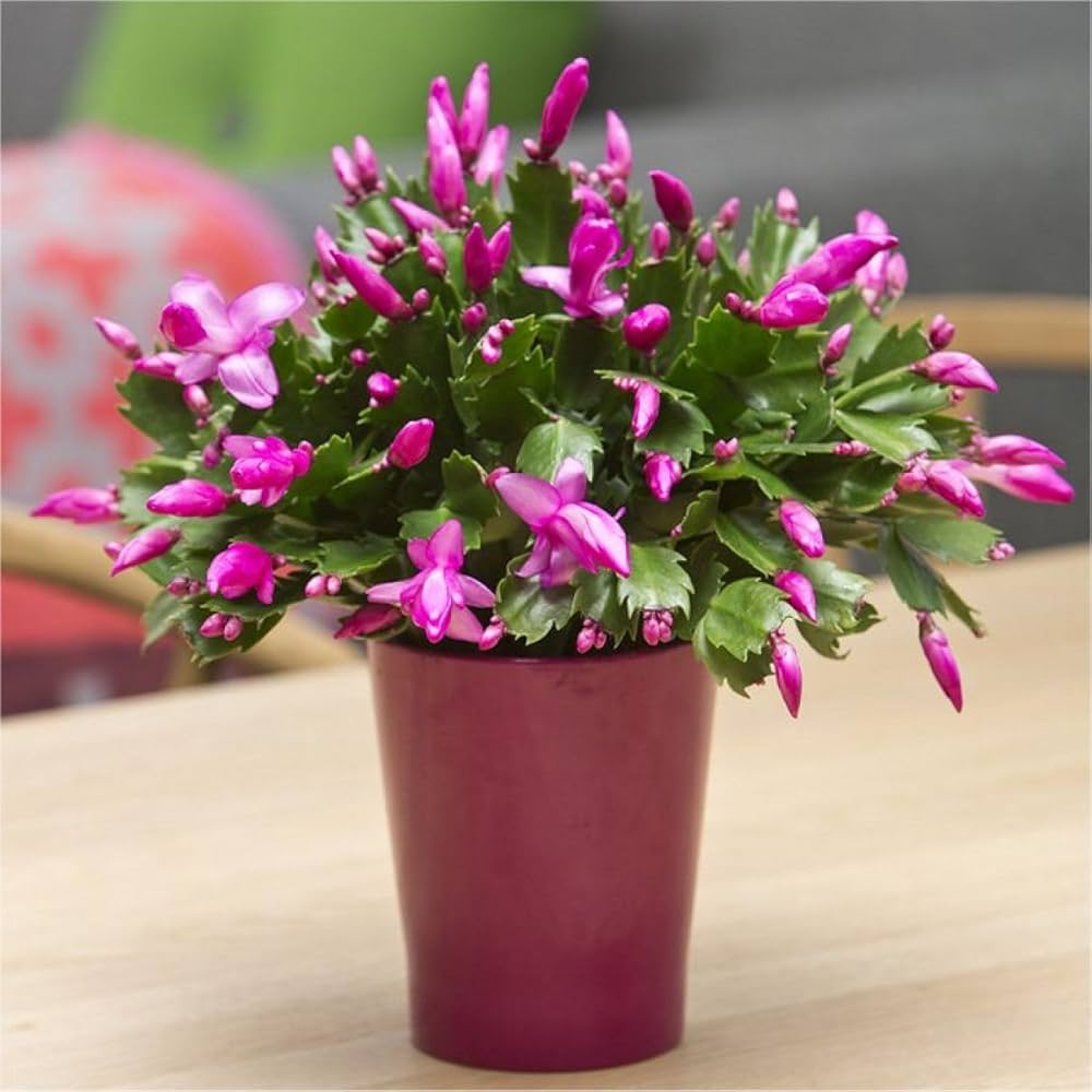 Easy grow schlumbergera samen