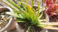 Container-grown Yellow Green Aloe Pflanze