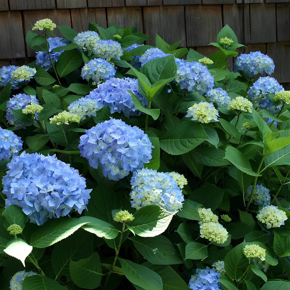 Indoor dark blau hydrangea samen