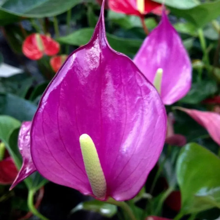 Exotic anthurium pflanzen innen