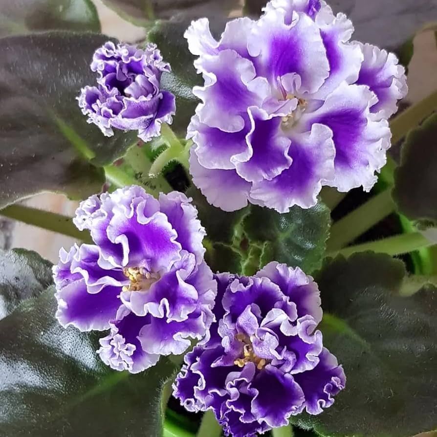 Saintpaulia weiß violet blumen in indoor garten